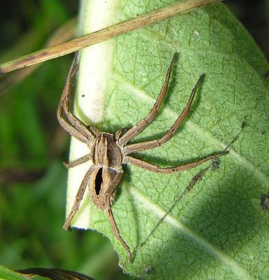 Diamond spider - Thanatus formicinus ?
