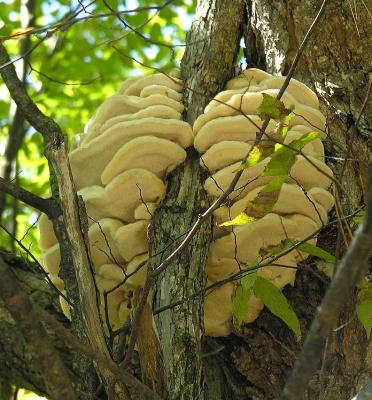 Climacodon septentrionale - Shelving Tooth fungi