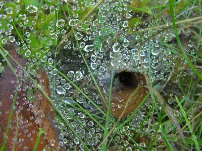 funnel web with dew
