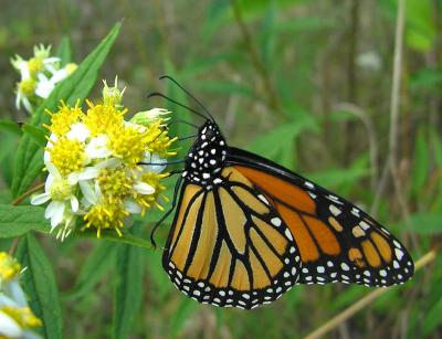 Monarch -- Danaus plexippus) - under