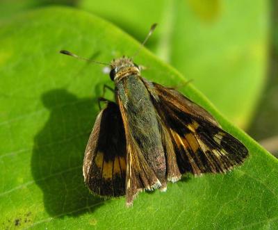 Leonard's Skipper - Hesperia leonardus leonardus - top