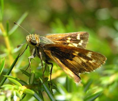 Leonard's Skipper - Hesperia leonardus leonardus - side