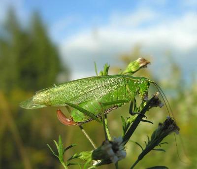 katydid-1.jpg