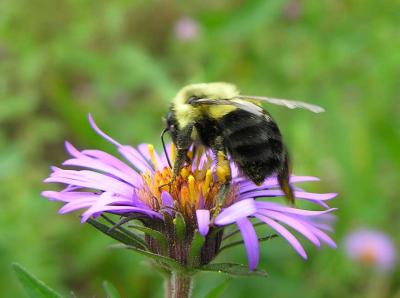 bumblebee-aster-1.jpg
