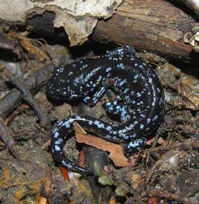 Ambystoma laterale  -- Blue-spotted Salamander