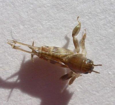 Neotridactylus apicalis (Mole-cricket) - top