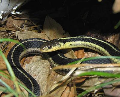 Thamnophis sirtalis sirtalis - Eastern Garter Snake - view 1