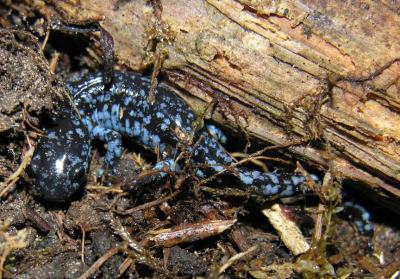 Ambystoma laterale -- Blue-spotted Salamander - view 1
