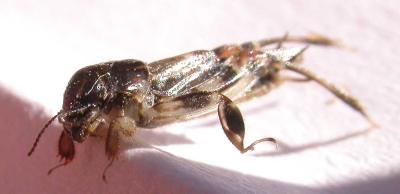 Neotridactylus apicalis (Mole-cricket) - side