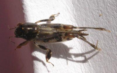 Neotridactylus apicalis (Mole-cricket) - top