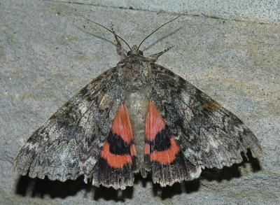 Catocala sp. (Underwing Moth)