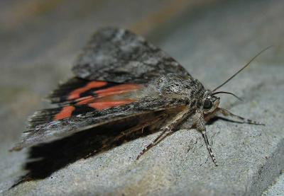 Catocala sp. (Underwing Moth)