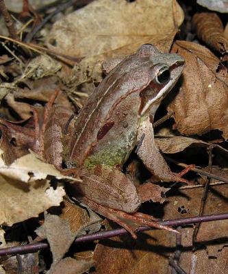 Rana sylvatica  -- Wood frog # 1