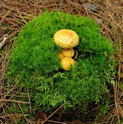 Pholiota flammans ?  --  Flaming Pholiota