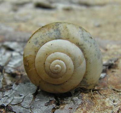 large snail shell found in old bark