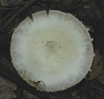 large white - top - approx, 16 cm. dia.