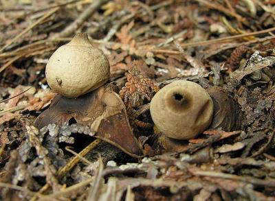 Geastrum sp.  -- Earthstar