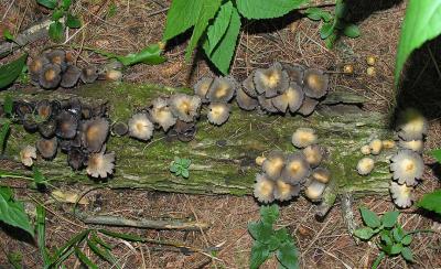 Coprinus sp?