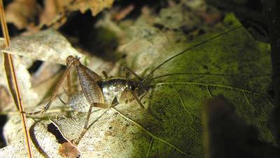 Rhaphidophoridae (Camel Cricket)