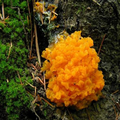 Dacrymyces palmatus - Orange Jelly