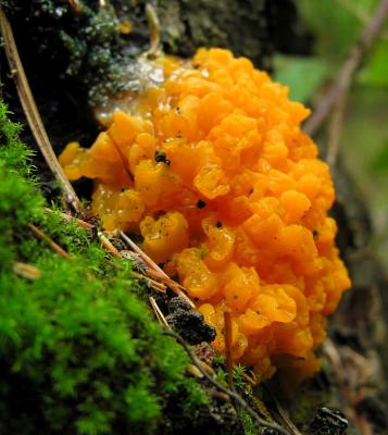 Dacrymyces palmatus - Orange Jelly