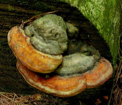 Fomitopsis pinicola -- Red-Banded Polypore