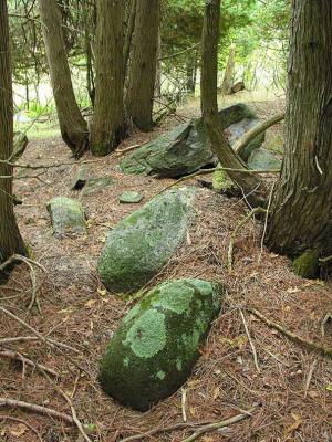 Rocks & lichen in cedar grove