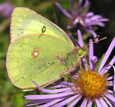 Colias philodice - Clouded Sulphur