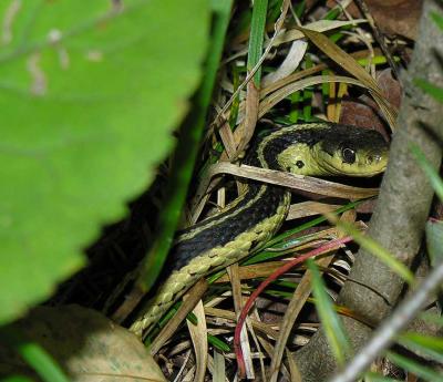 Thamnophis sirtalis sirtalis -- Eastern Garter Snake