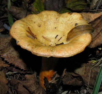 Mushroom being eaten by a slug - top view