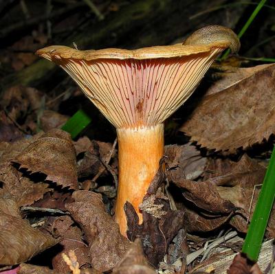 Mushroom being eaten by a slug - side view