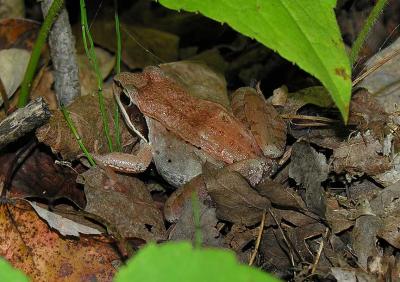 Rana sylvatica  --  Wood frog