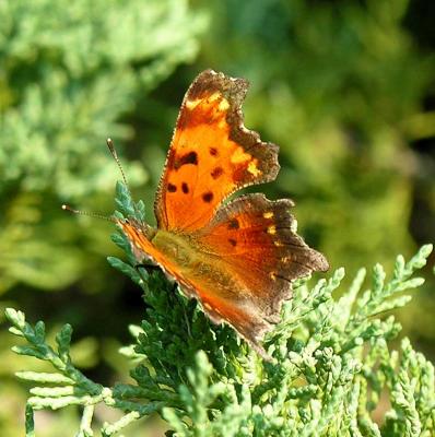 Grey Comma ? -- Polygonia progne ?