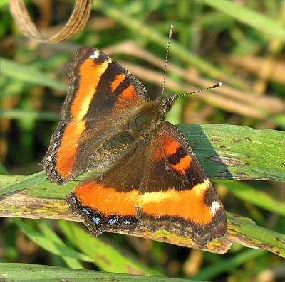 Milbert's Tortoiseshell - Nymphalis milberti