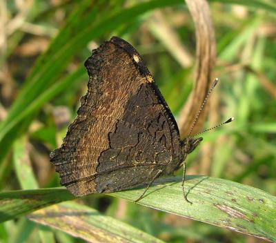 Milbert's Tortoiseshell - Nymphalis milberti