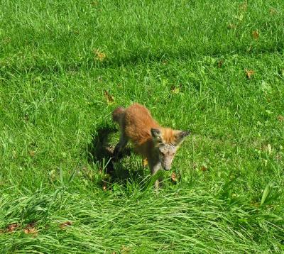 kcat-fox-8.jpg