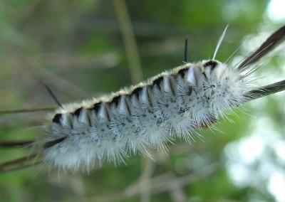 Lophocampa caryae --  Hickory Tussock Moth caterpilar
