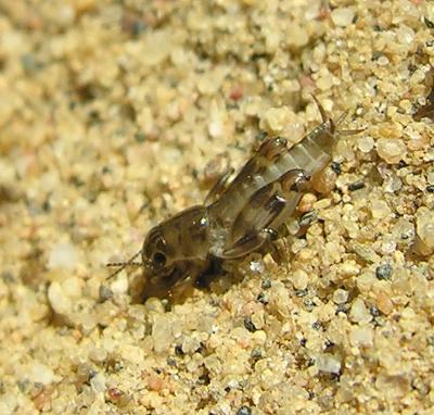 Neotridactylus apicalis (Larger Pygmy Locust / Pygmy Mole-cricket)