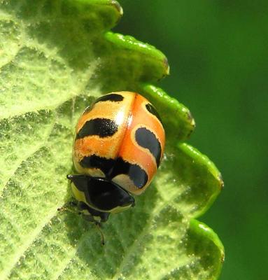 Three-banded lady beetle -- Coccinella trifasciata