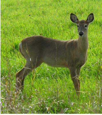 White-tailed deer -- Odocoileus virginianus