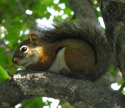 red squirrel (close-up)