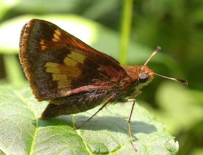 Peck's Skipper (?) -- Polites peckius (?)