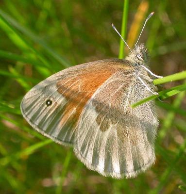 Common Ringlet - Coenonympha tullia