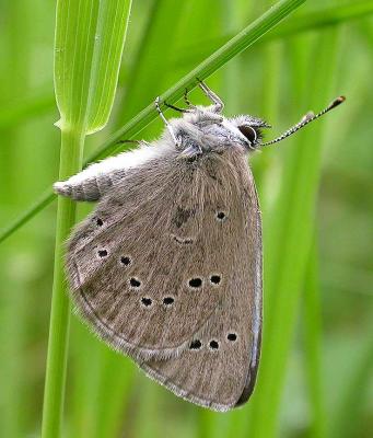 Silvery Blue (?) - Glaucopsyche lygdamus(?)