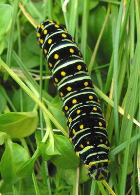 Black Swallowtail - Papilio polyxenes