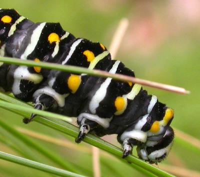 Black Swallowtail - Papilio polyxenes