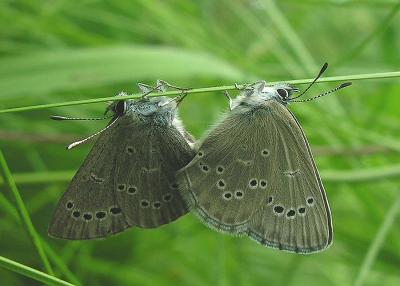 Silvery Blue butterflies - Glaucopsyche lygdamus