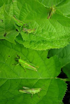 group of young grasshoppers