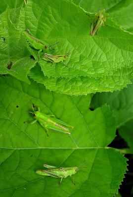 group of young grasshoppers