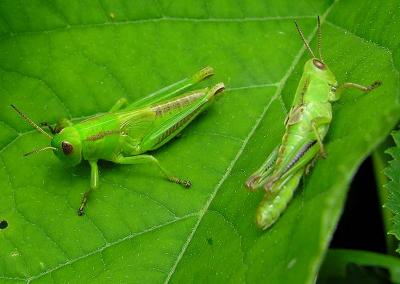 young Two-Striped Grasshoppers (?) -- Melanoplus bivittatus (?)
